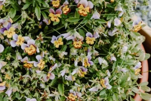 regielskie_chaty_regiel_domki_na_wynajem_mazury_-151 regielskie_chaty_regiel_domki_na_wynajem_mazury_-151