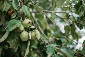 regielskie_chaty_regiel_domki_na_wynajem_mazury_-163 regielskie_chaty_regiel_domki_na_wynajem_mazury_-163